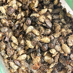 昆虫视觉计数包装机的介绍
